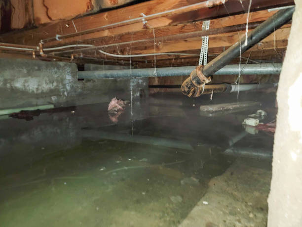 Best Flood damage cleanup  in Sunland Park, NM