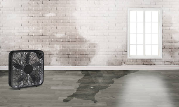 Best Local water damage restoration  in Sunland Park, NM